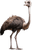 Avestruz