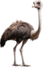 Avestruz