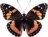 Borboleta — jogo do bicho Grupo 4