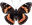 Borboleta