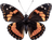 Borboleta