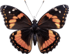 Borboleta — Grupo 4