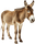Burro