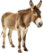 Burro
