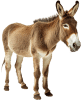 Burro — Grupo 3