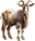 Cabra