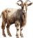 Cabra