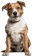 Cachorro