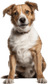 Cachorro