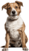 Cachorro — Grupo 5