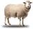 Carneiro