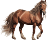 Cavalo — jogo do bicho Grupo 11