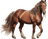 Cavalo