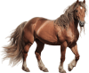 Cavalo — Grupo 11