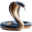 Cobra