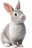 Coelho