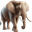 Elefante