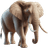Elefante