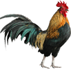 Galo — jogo do bicho Grupo 13