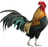 Galo