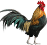 Galo — Grupo 13