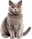 Gato