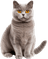 Gato