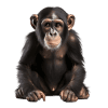 Macaco — jogo do bicho Grupo 17