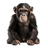 Macaco