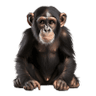 Macaco — Grupo 17