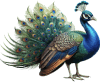 Pavão — jogo do bicho Grupo 19
