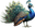 Pavão