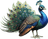 Pavão