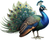 Pavão — Grupo 19