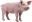 Porco