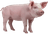 Porco