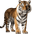 Tigre