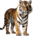 Tigre