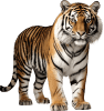 Tigre — Grupo 22