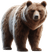 Urso