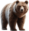 Urso — Grupo 23
