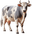 Vaca