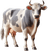 Vaca