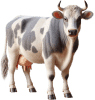 Vaca — Grupo 25
