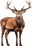 Veado