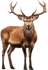 Veado