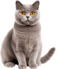 Gato — jogo do bicho Grupo 14